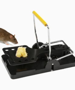 Đặt mồi bẫy chuột