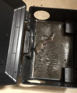 Diệt chuột bằng tấm keo và hộp